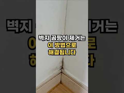 벽지 곰팡이 제거는 이 방법으로 해결됩니다